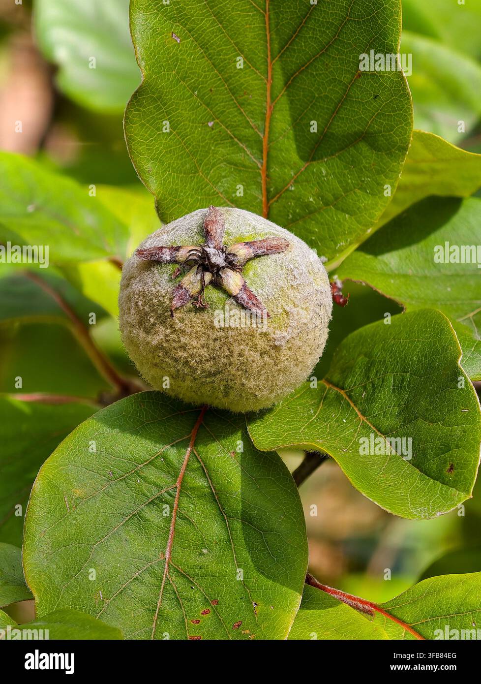 Quince Fruit - immature with fur to protect against sun Stock Photo