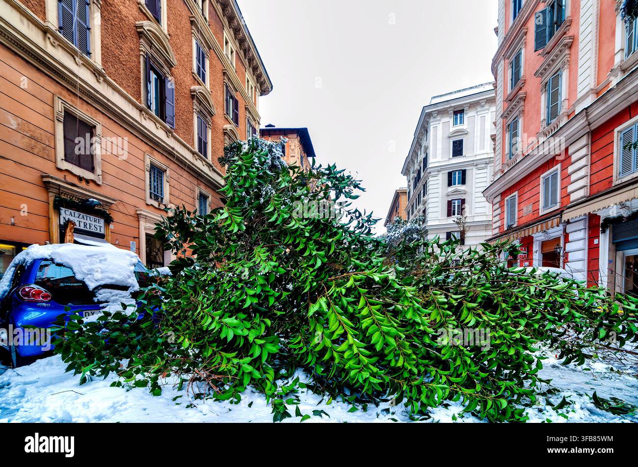 Large green tree fallen across road in Prati rione after snowfall. Rome, Italy. Stock Photo