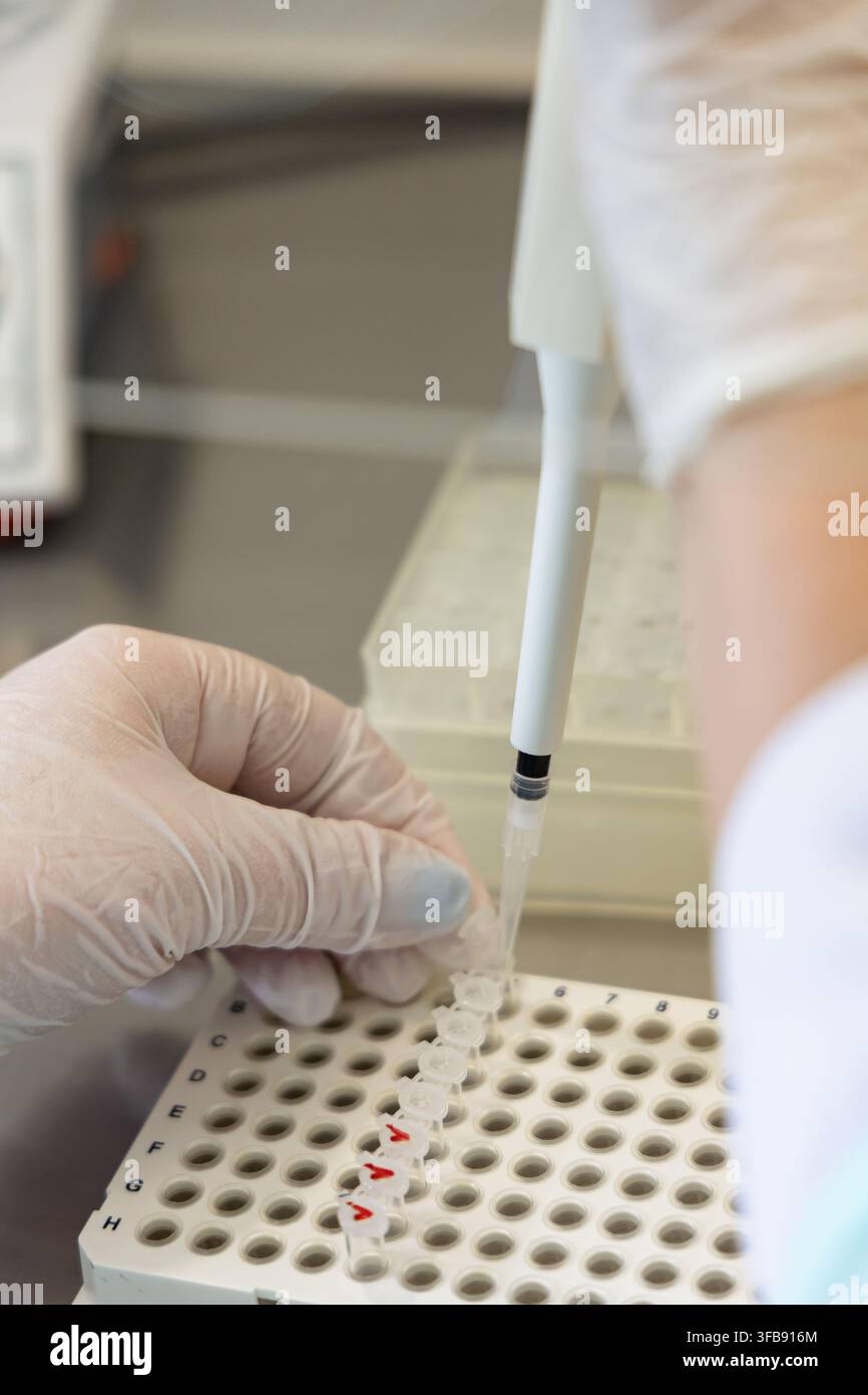 Scientist Pipetting Sample into Microtube in Laboratory Stock Photo
