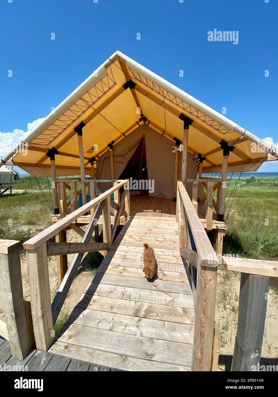 Small poodle walks toward canvas glamping tent on sunny coastal campsite - Smartphone Captured Stock Image
