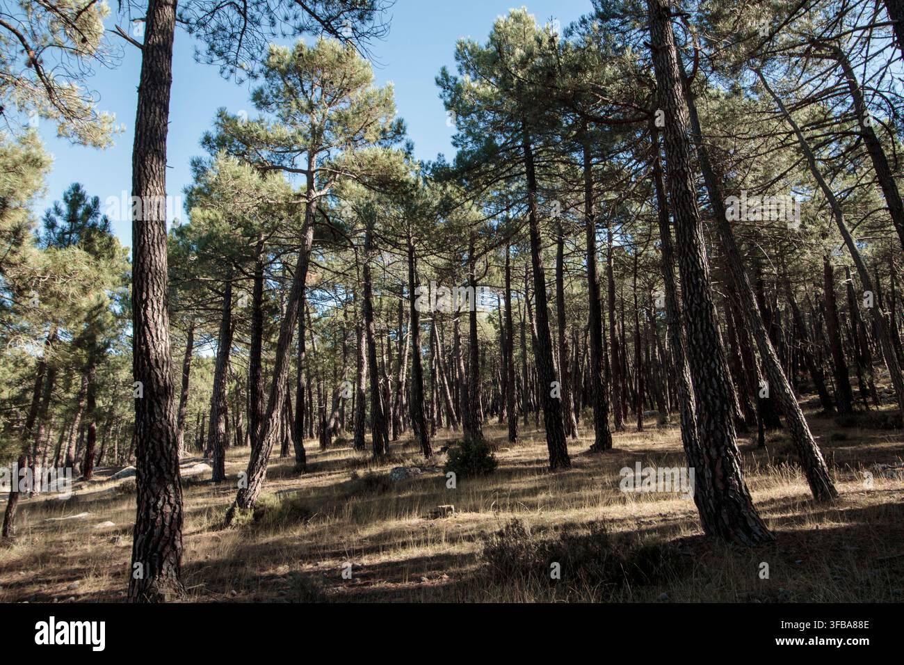 Pine trees creating a forest landscape with sunlight shining through the canopy Stock Photo