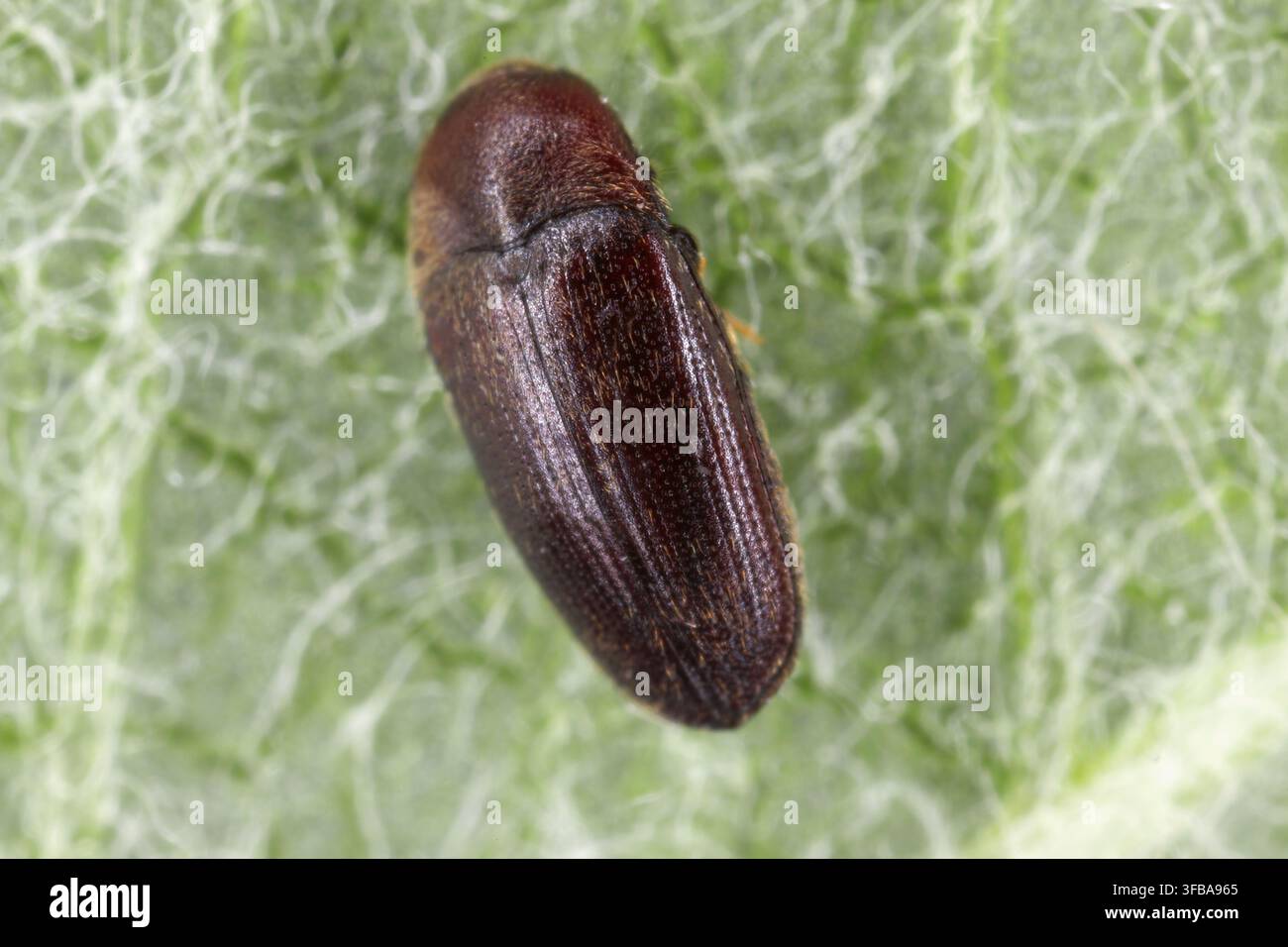 Trixagus dermestoides is a species of false metallic wood-boring beetles native to Europe. Stock Photo