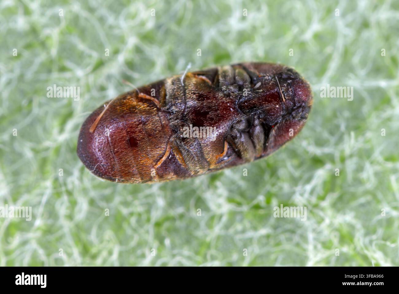 Trixagus dermestoides is a species of false metallic wood-boring beetles native to Europe. Stock Photo