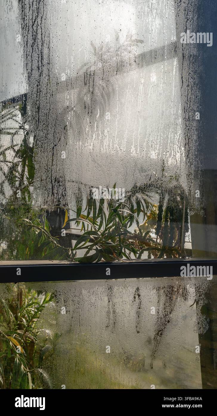 Green plants stand behind a window covered in water steam droplets. Stock Photo