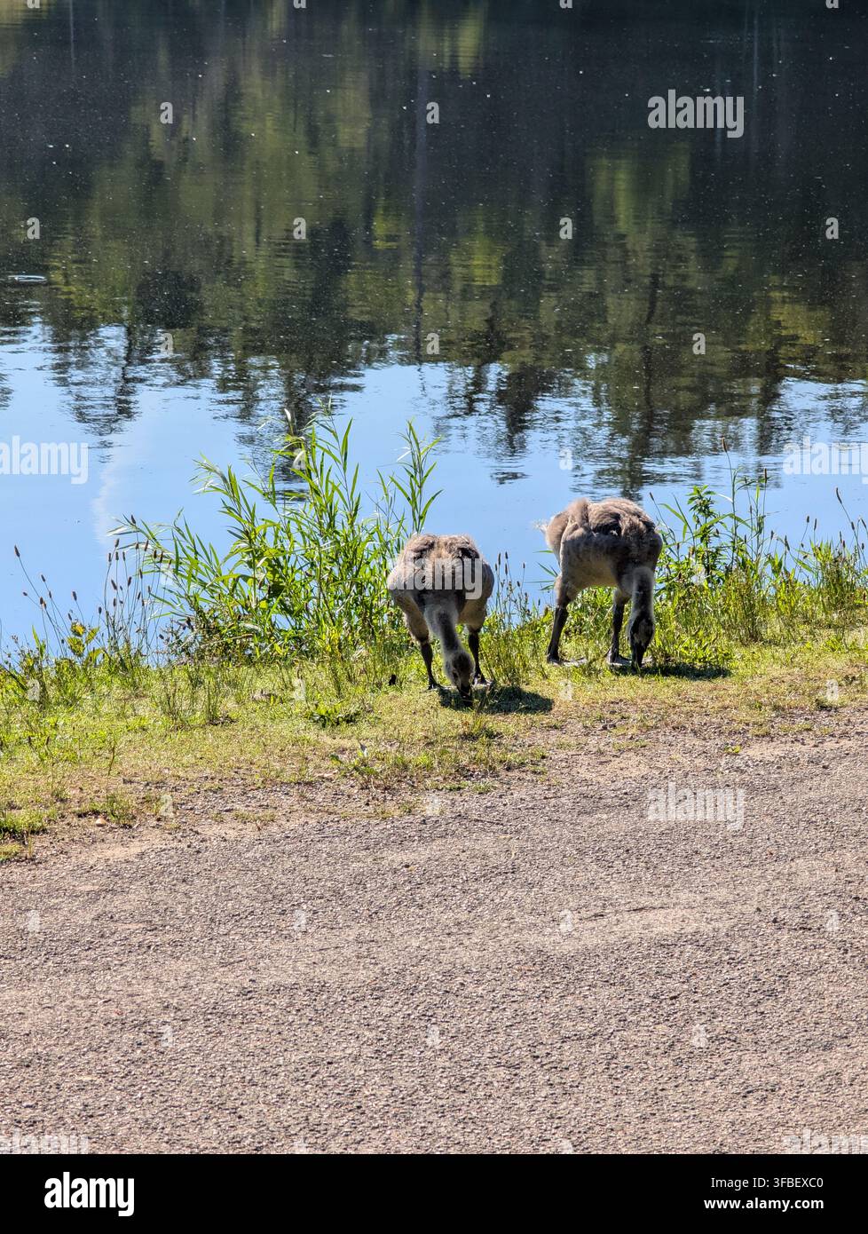 A flock of Canada geese grazes on the shore of a calm lake early in the morning. Wild birds, Ontario, Canada. - Smartphone Captured Stock Image