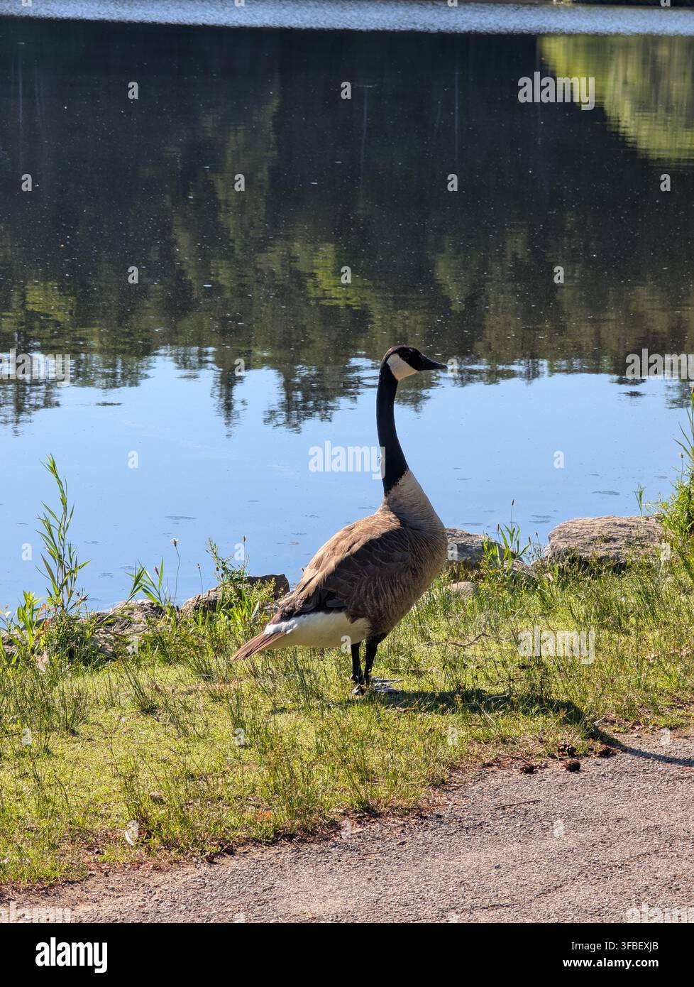 A flock of Canada geese grazes on the shore of a calm lake early in the morning. Wild birds, Ontario, Canada. - Smartphone Captured Stock Image