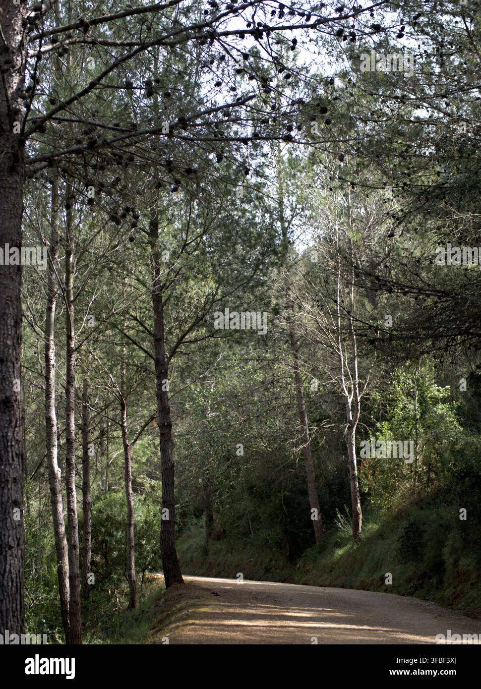 Dirt road winding through a dense pine forest. Stock Photo