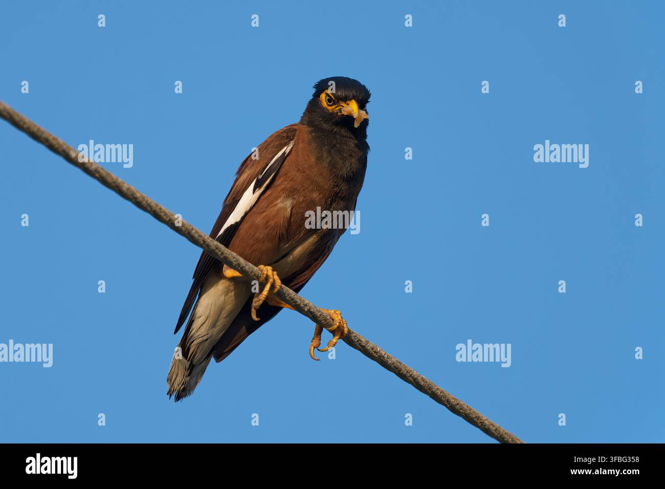 Common myna perched on wire against clear blue sky. Stock Photo