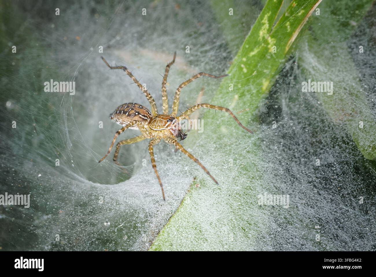 Funnel weaver spider perched at entrance of web retreat macro Stock Photo