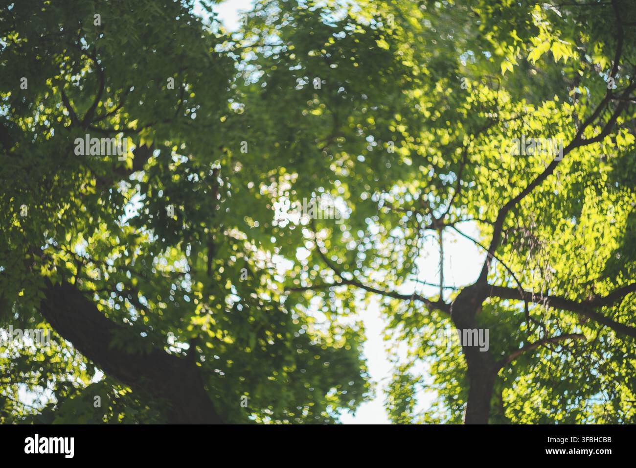 Bottom up view of green tree canopy with soft sunlight filtering through leaves and branches creating a peaceful natural forest background pattern. Stock Photo