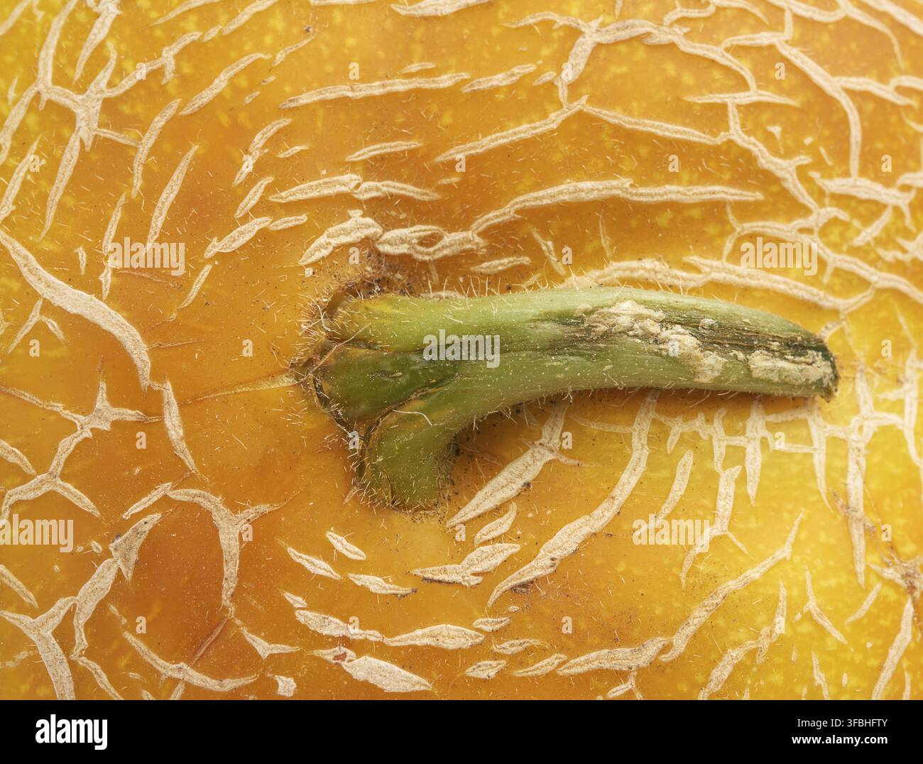 Yellow ripe melon texture, full frame, close up Stock Photo