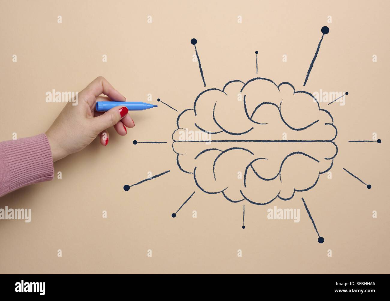Human brain drawn with marker, concept of learning artificial intelligence by adding information Stock Photo