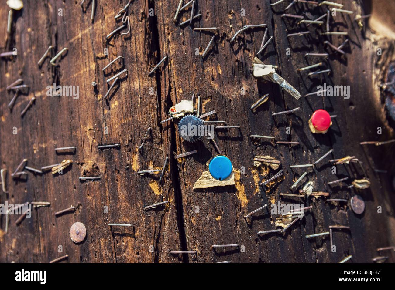 Close up of an old weathered wooden utility pole covered with numerous metal staples, tacks, and colorful push pins embedded in the textured surface. Stock Photo