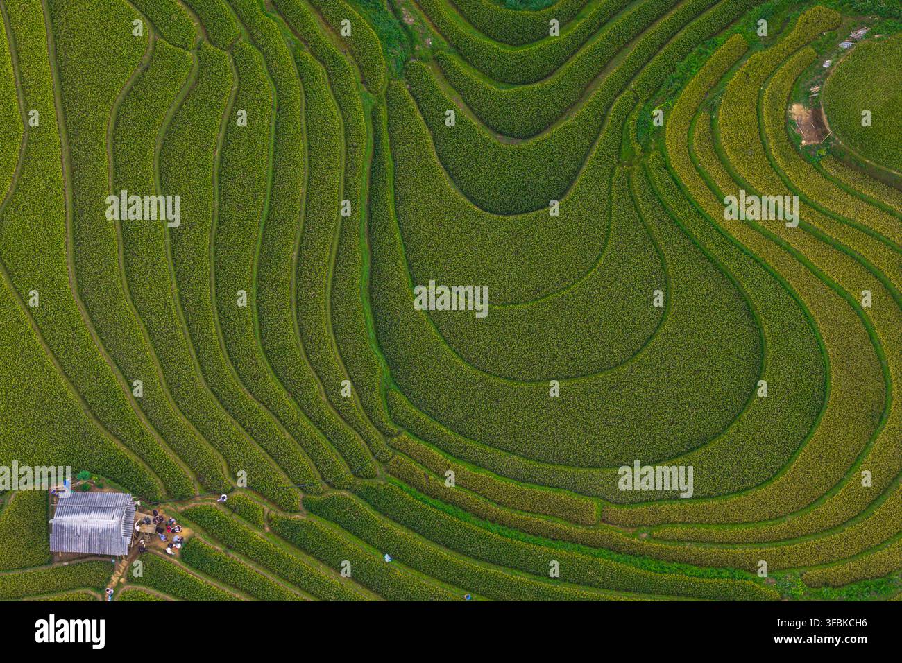 Aerial vibrant green rice field hi-res stock photography and images - Alamy