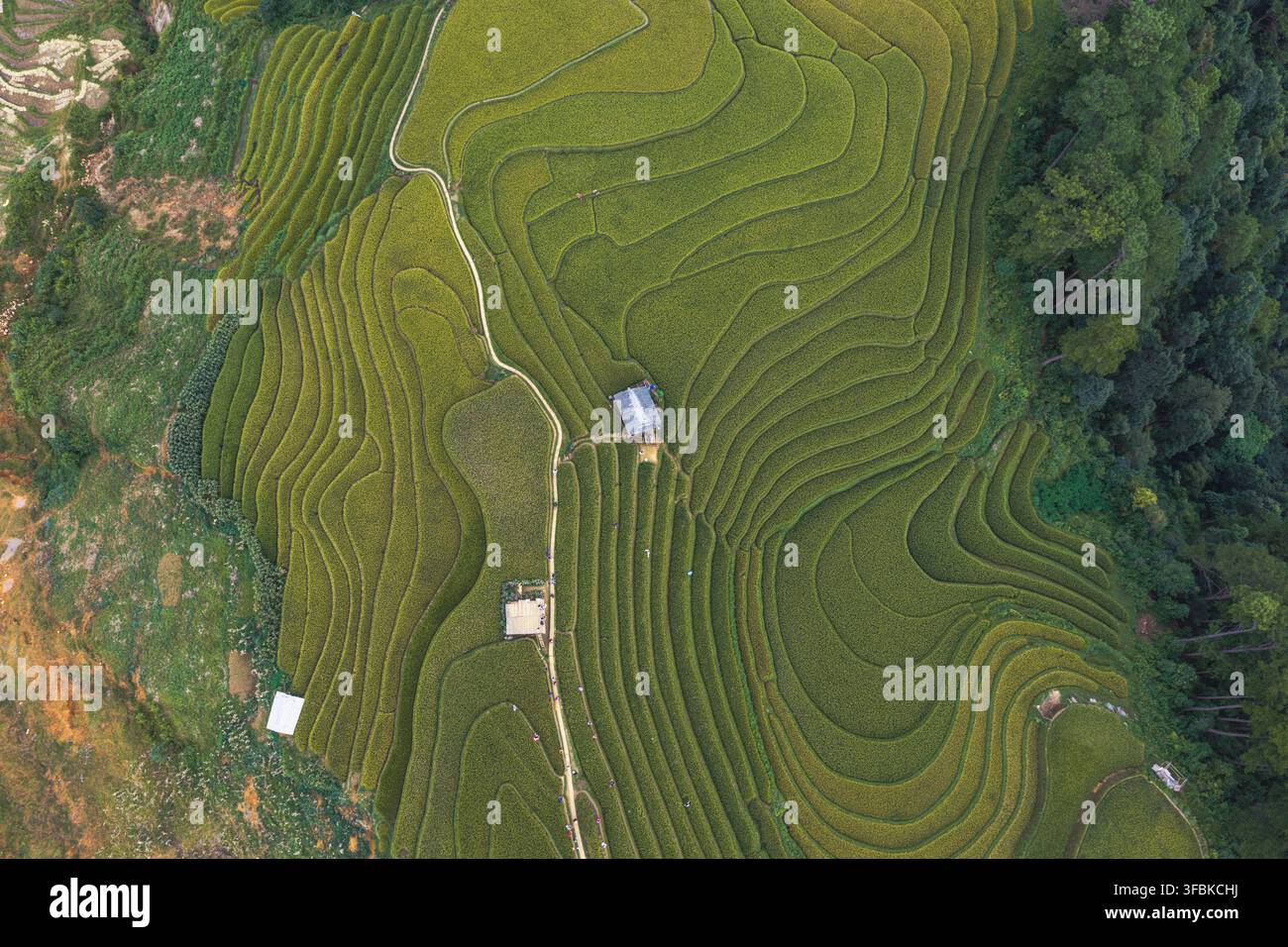 Aerial vibrant green rice field hi-res stock photography and images - Alamy