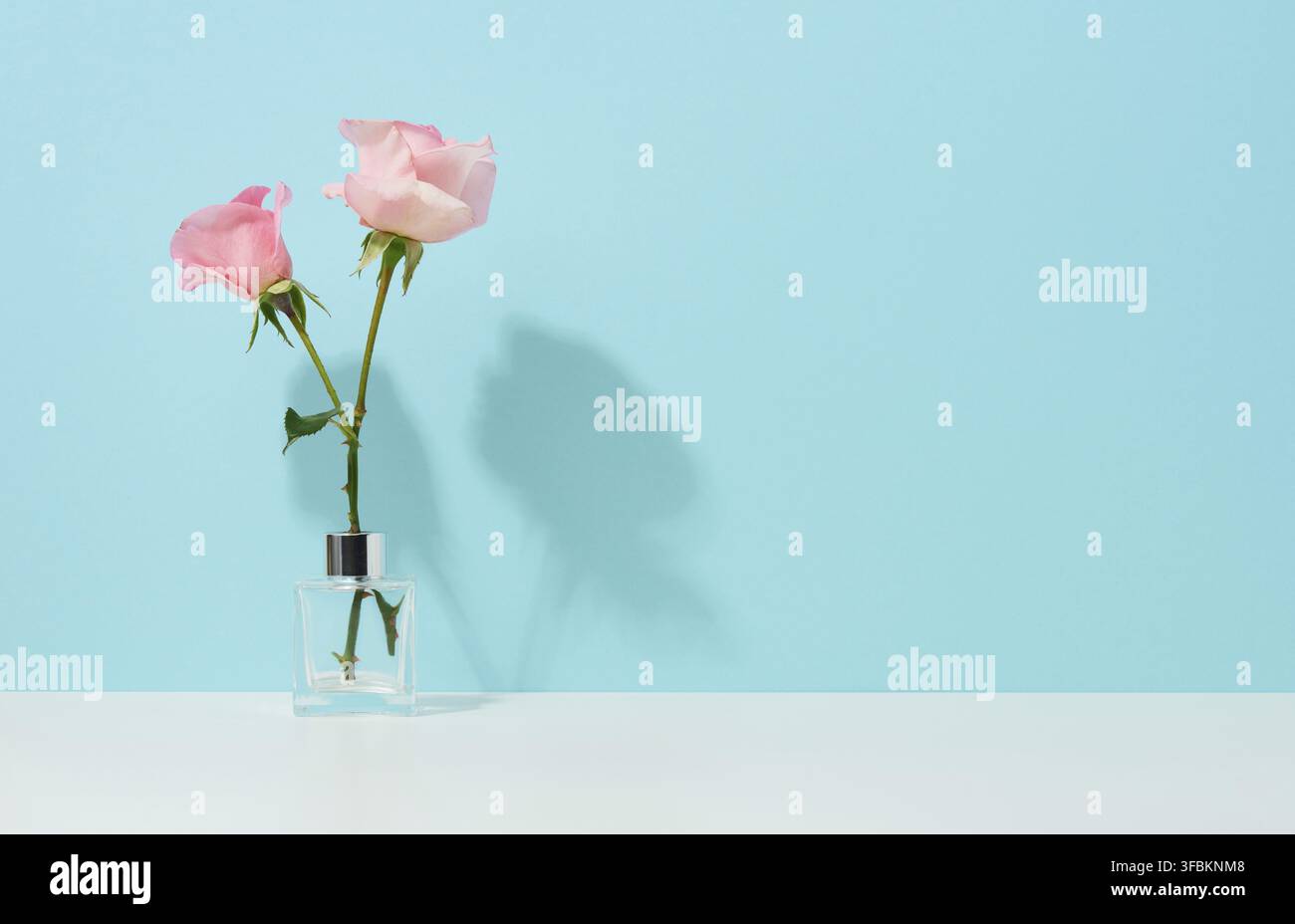Two pink roses in a glass vase on a blue background, copy space Stock Photo