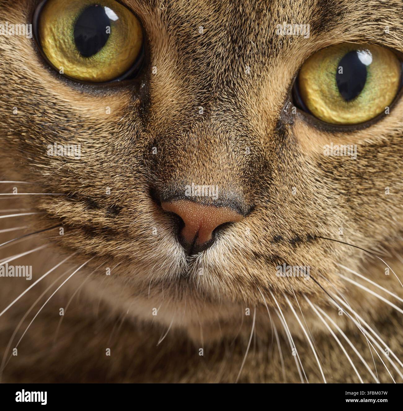 Adult gray cat looking at camera Stock Photo