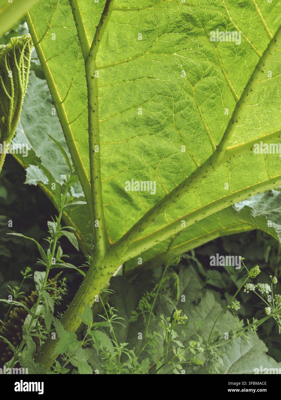 The underside of a giant Gunnera leaf Stock Photo