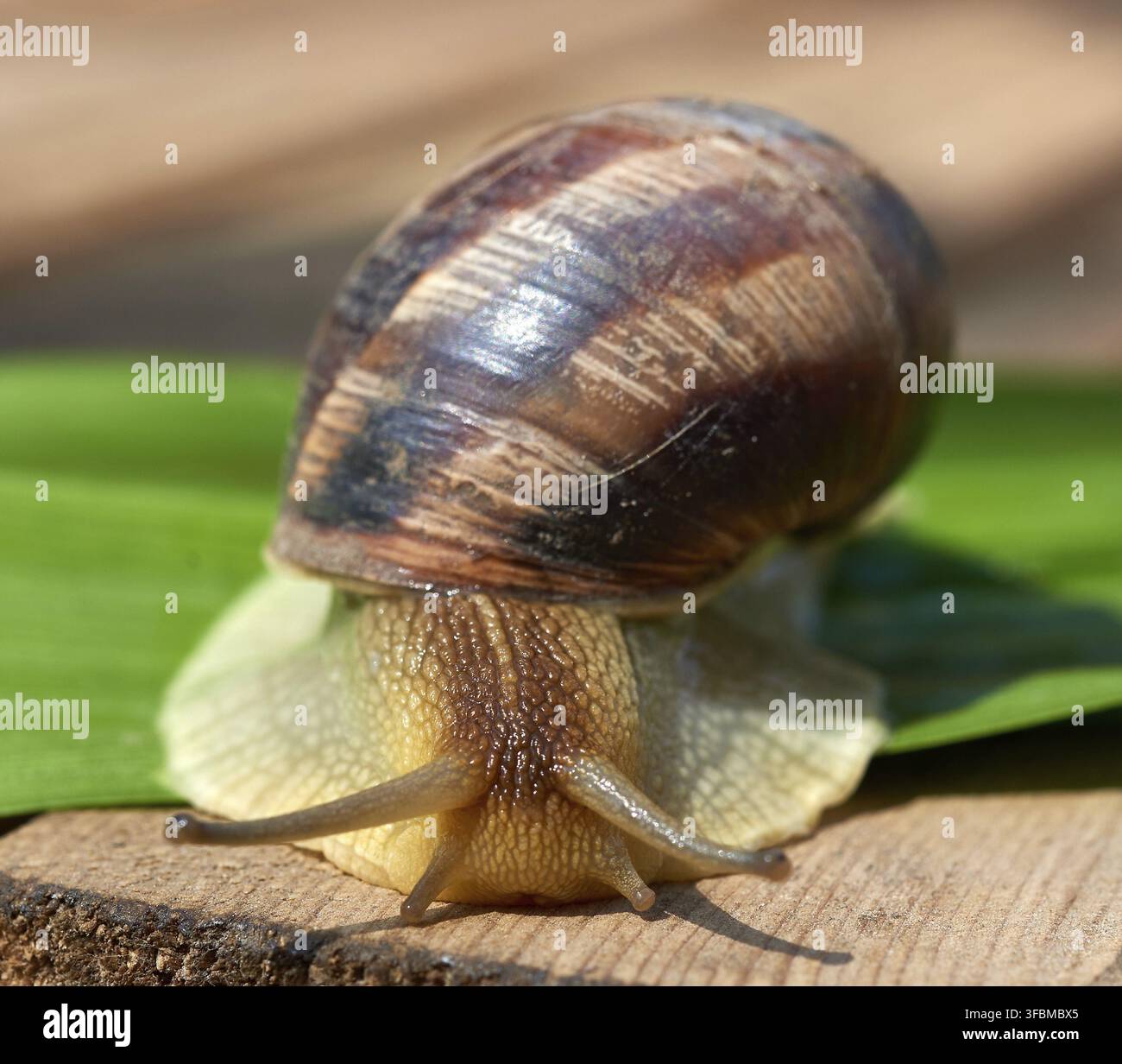 Big brown snail on a green leaf, macro Stock Photo