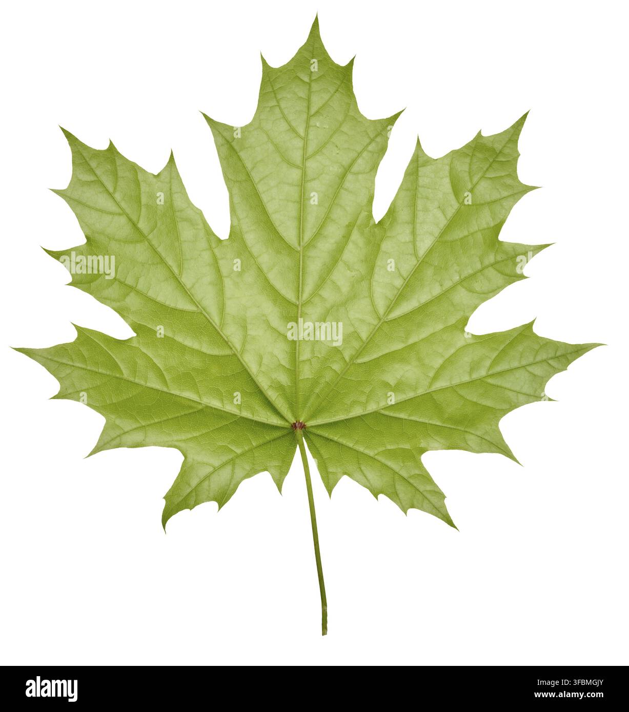 Green Norway maple leaf on isolated background, back side Stock Photo