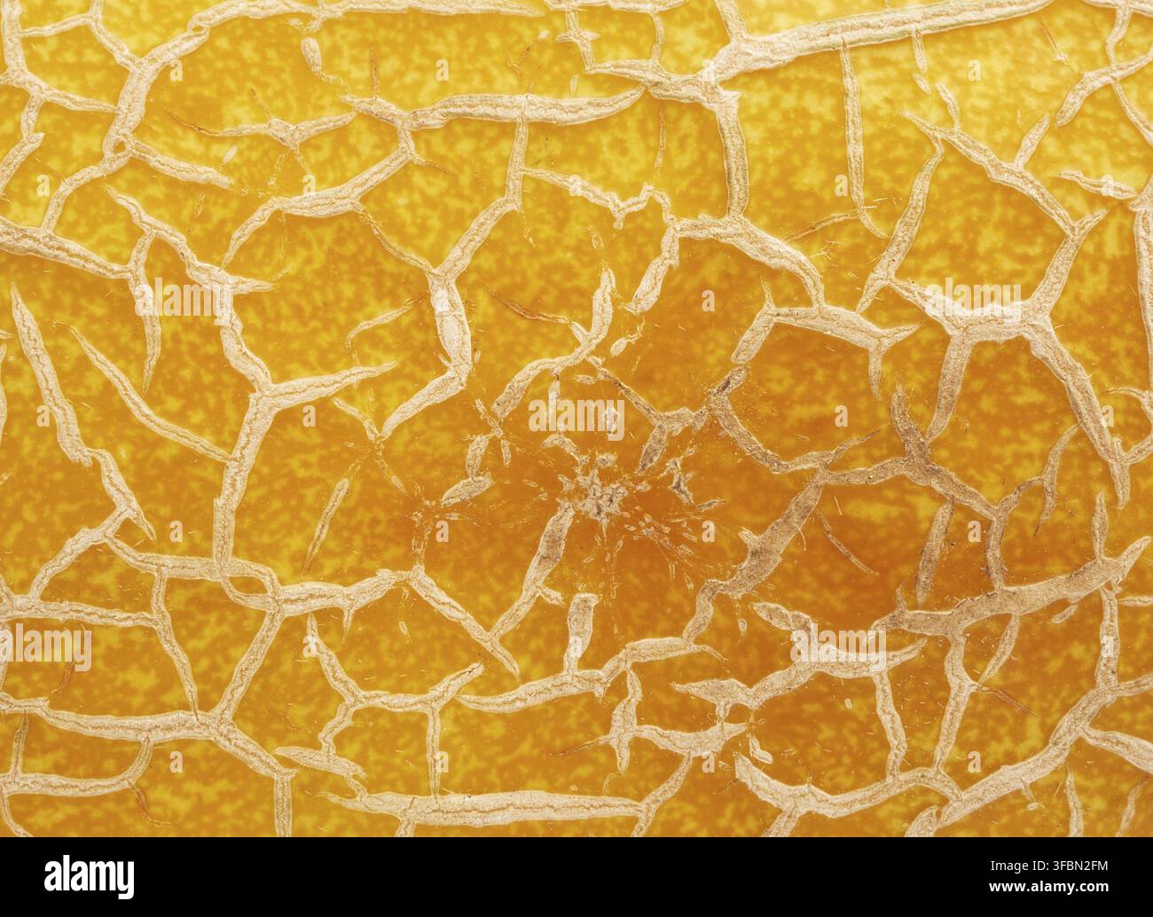 Yellow ripe melon texture, full frame, close up Stock Photo