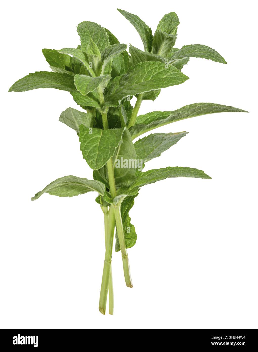 Branch of fresh mint with green leaves on isolated background Stock Photo