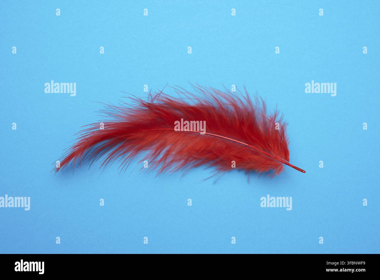 Red feather on a light blue background, top view Stock Photo