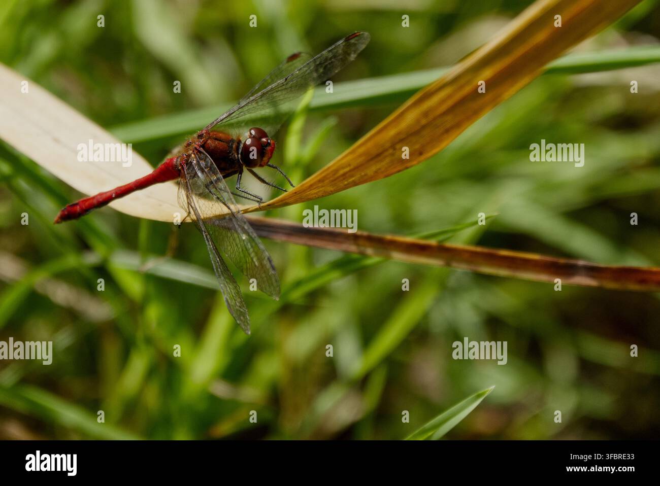Common Red Darter Dragonfly resting Stock Photo