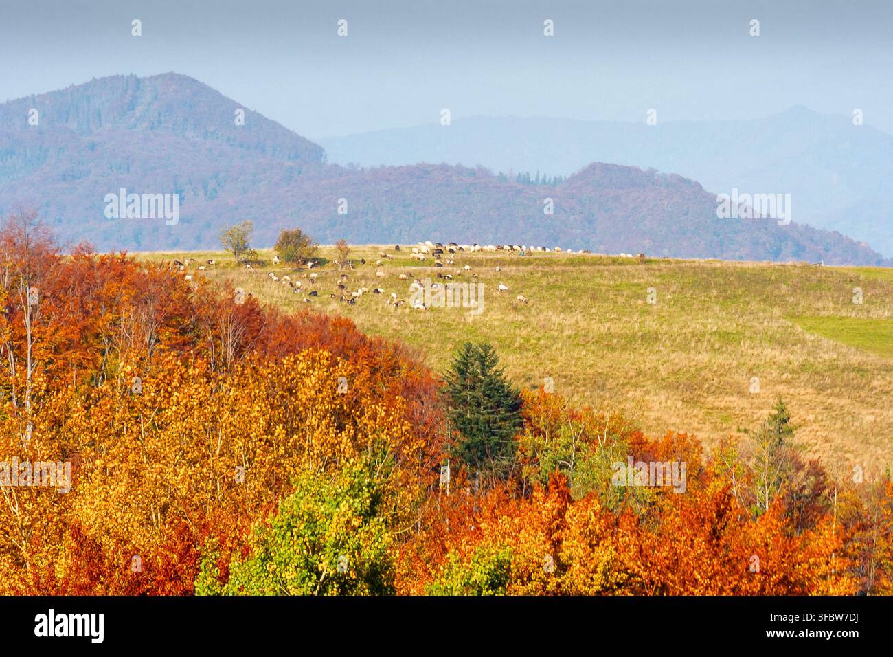 mountainous rural landscape of ukraine in autumn. picturesque highland woods. grassy meadow on a sunny day. carpathian countryside scenery with colorf Stock Photo