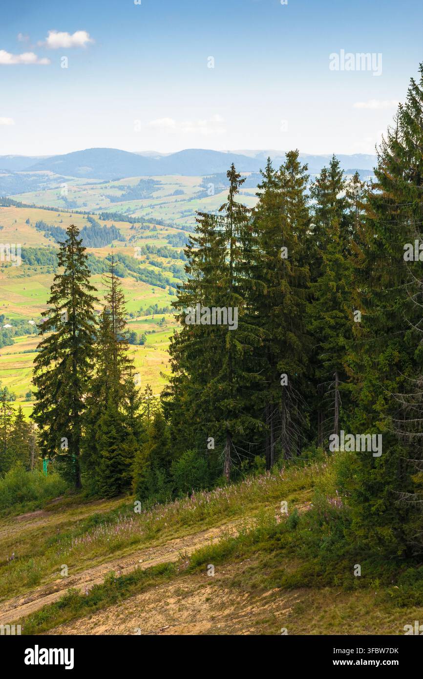 coniferous forest in Ukrainian mountains on a sunny day. Carpathian nature landscape with peaceful woodland in summer. green slopes of Borzhava range Stock Photo