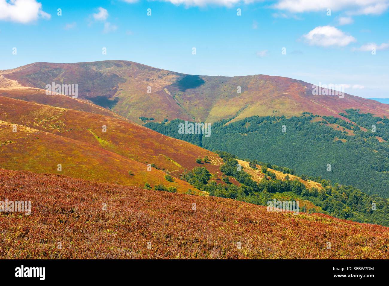 alpine nature of Carpathian mountain range in early autumn. colorful slopes of Ukrainian highland landscape Stock Photo