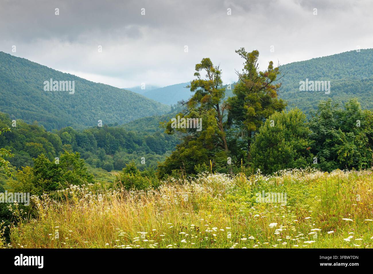 rural mountain landscape of ukraine. countryside scenery of transcarpathia in summer. sustainable living in green environment. forested hills and gras Stock Photo
