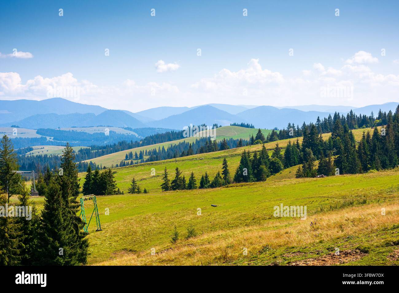 coniferous forest in Ukrainian mountains on a sunny day. Carpathian nature landscape with peaceful woodland in summer. green slopes of Borzhava range Stock Photo