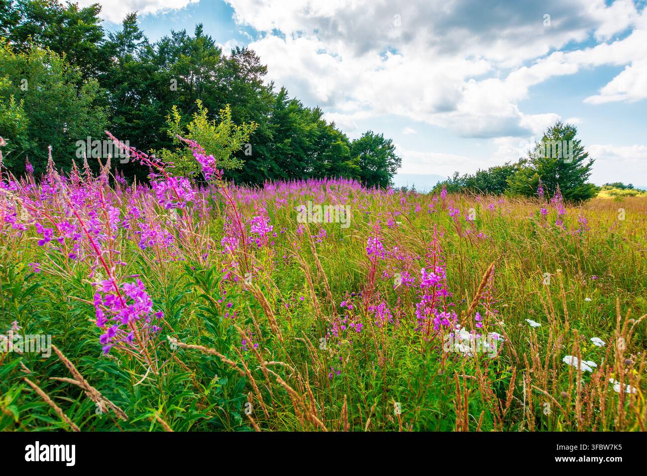 fireweed bloom on the meadow near beech forest. wild purple herb in Carpathian mountains on a late summer day Stock Photo