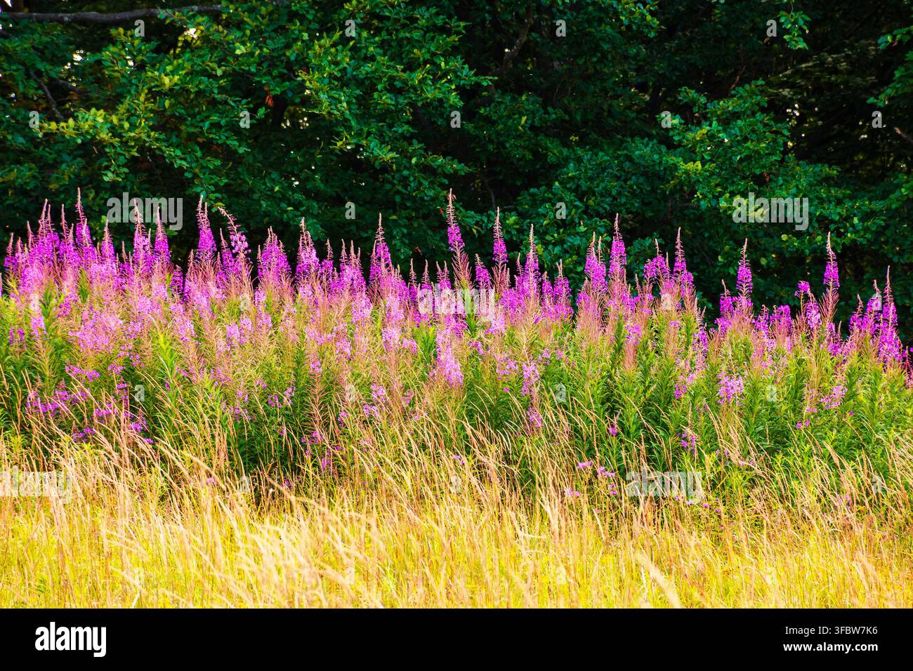 fireweed bloom on the meadow near beech forest. wild purple herb in Carpathian mountains on a late summer day Stock Photo