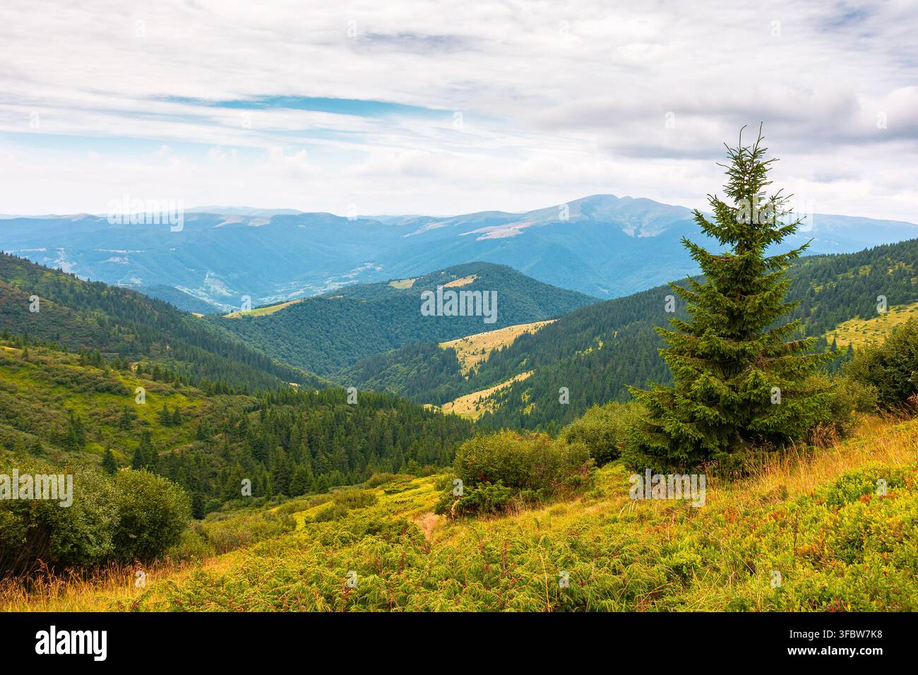 coniferous forest on a mountain slope. Ukrainian Carpathians in summertime. Chornohora ridge. forested dale beneath an overcast vault. lush greenery. Stock Photo