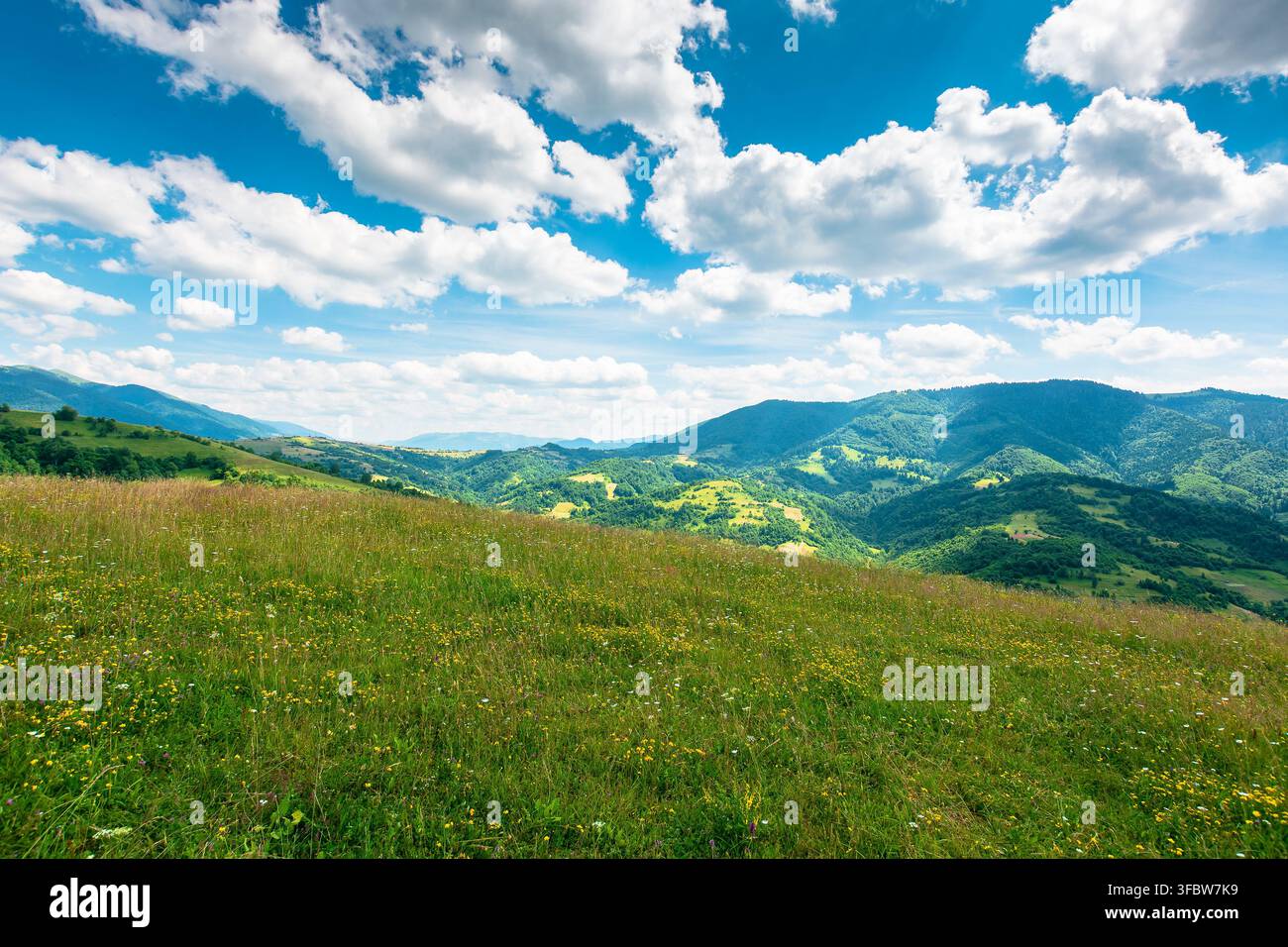 green field on a sunny day. carpathian mountain landscape in summer. lush pasture on the hill. beautiful countryside of ukraine Stock Photo
