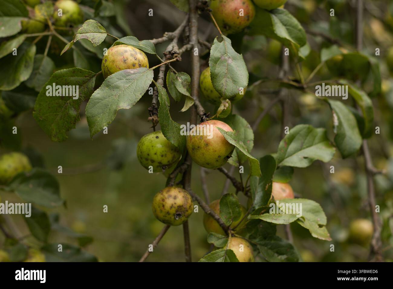 Green apples on tree branches in garden Stock Photo