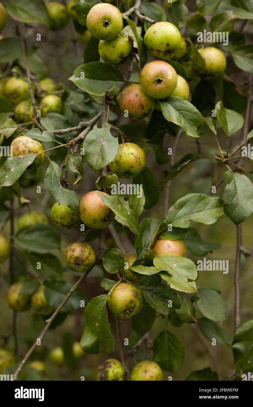 Green apples on tree branches in garden Stock Photo