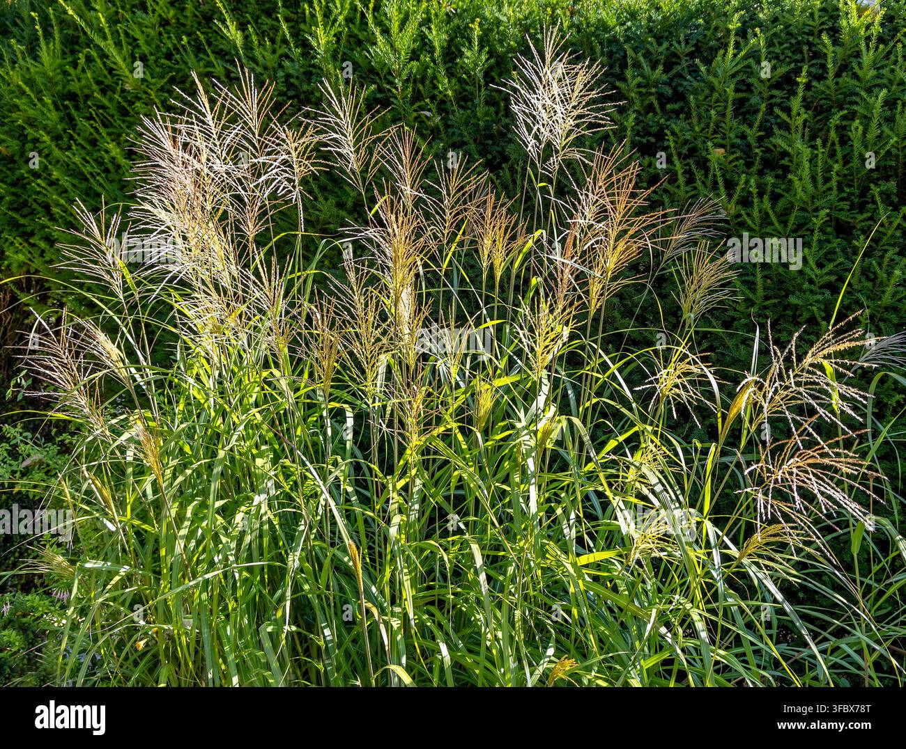 Ornamental maiden grass with tall golden feathery plumes growing against a dense green hedge Stock Photo