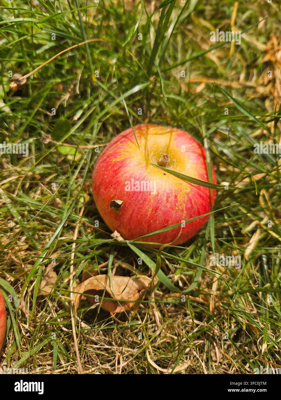 Fruit tree long grass uk hi-res stock photography and images - Alamy