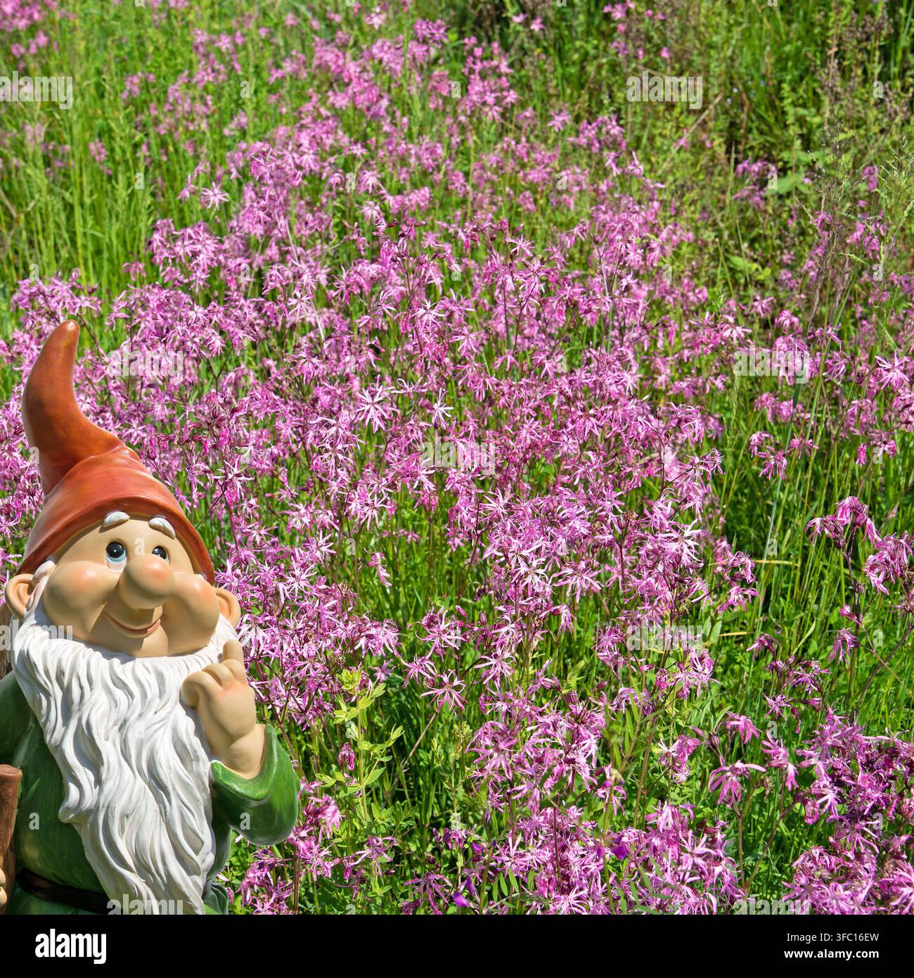 Blooming cuckoo flower, Silene flos-cuculi, Stock Photo