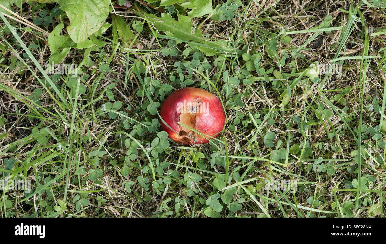 rotting red apple on grass Stock Photo