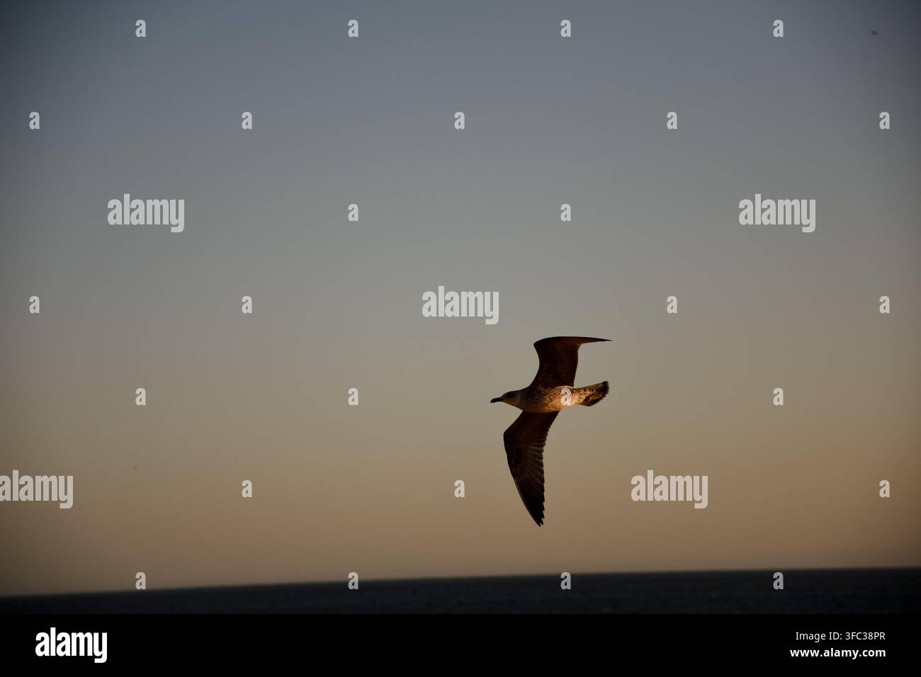 Seagull flying across a gradient sky during evening golden hour over the ocean Stock Photo