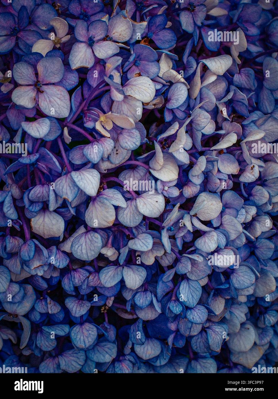 Close-up of purple and blue hydrangea blossoms in Kanazawa, Ishikawa Prefecture, Japan. Stock Photo