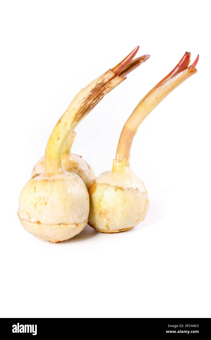 Two sprouting garlic bulbs isolated on a white background. Stock Photo