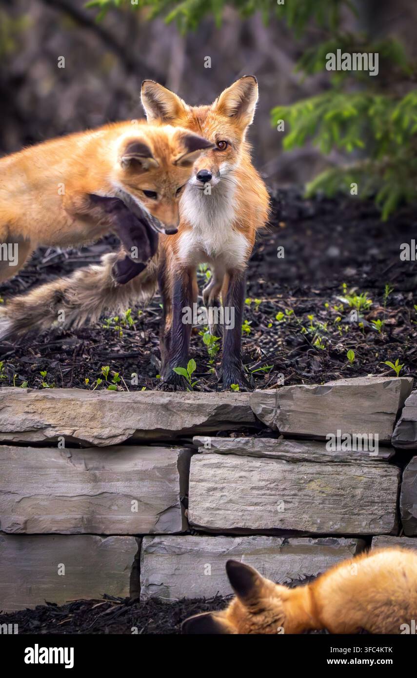 Red fox kits and vixen Stock Photo