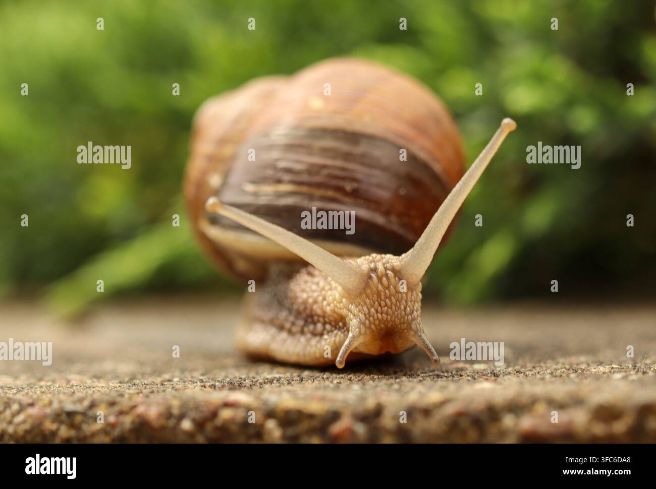Snail crawling on a textured surface with a blurred green background, displaying its shell and sensory tentacles Stock Photo