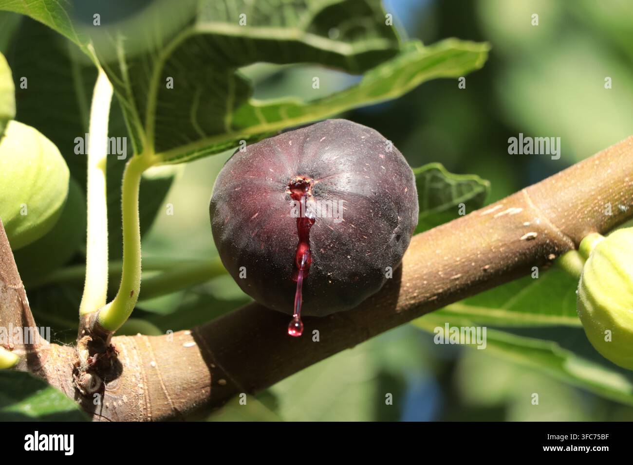Ripe purple fig growing on a fig tree Stock Photo
