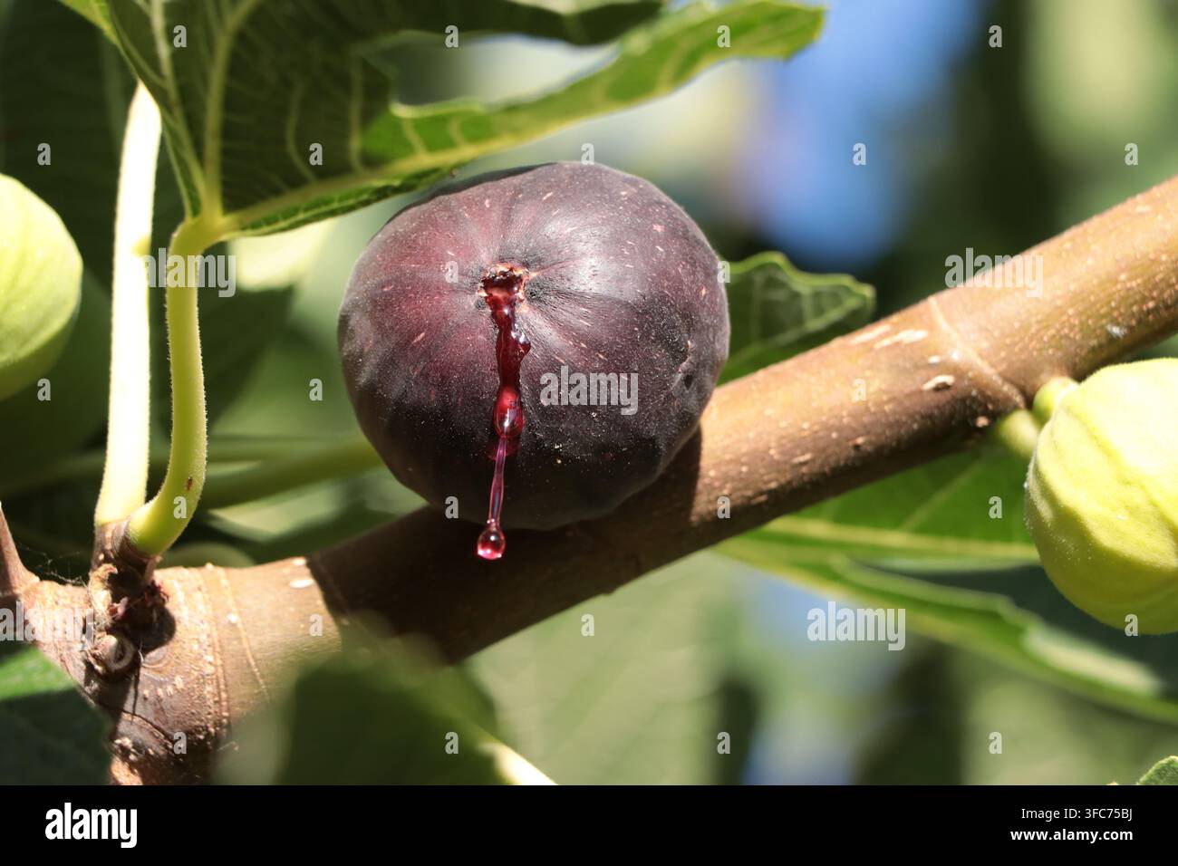 Ripe purple fig growing on a fig tree Stock Photo